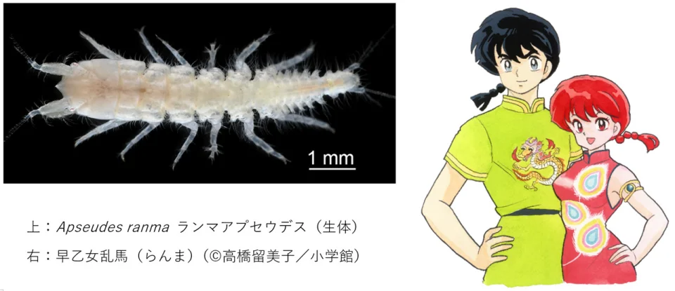 A new species is named 'Ranma'